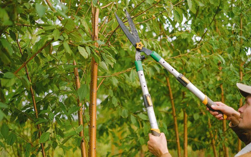 Tree trimming in Sammamish, WA
